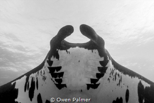 "Patterns from the Deep"
Oceanic Manta Ray
Socorro Isla... by Owen Palmer 
